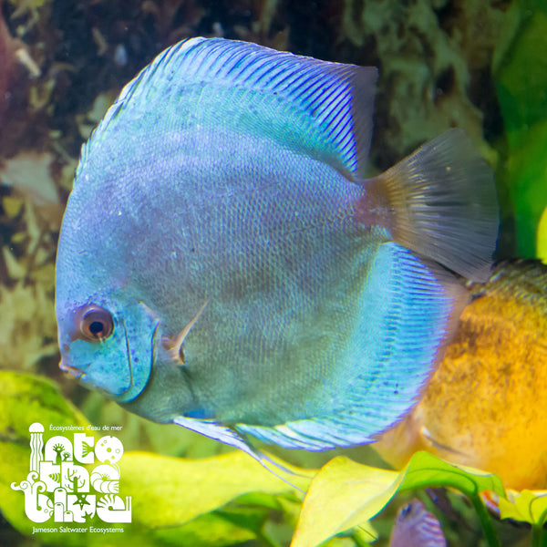 Neon Blue Discus