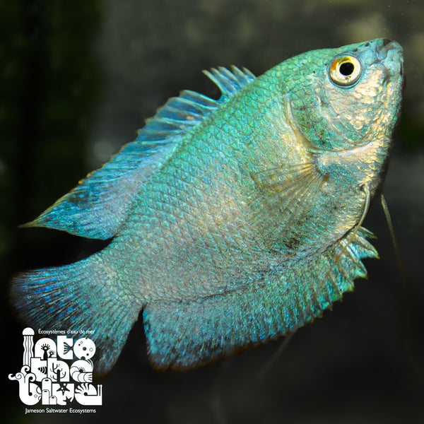 Neon Blue Dwarf Gourami