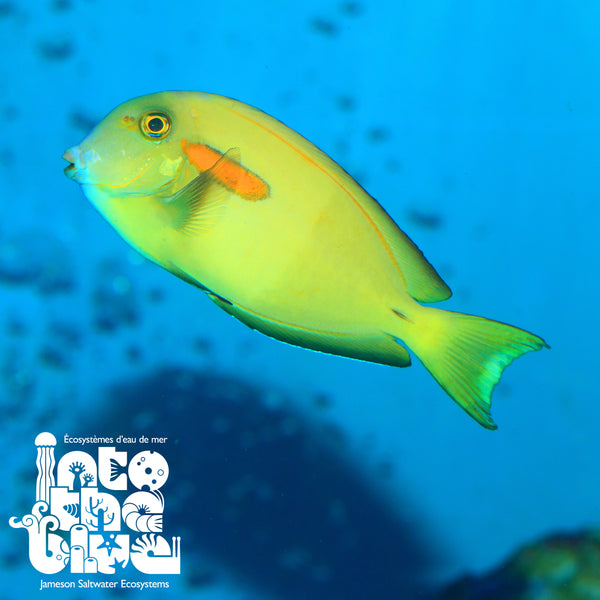 Orange Shoulder Tang
