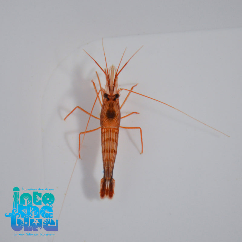 Peppermint Shrimp