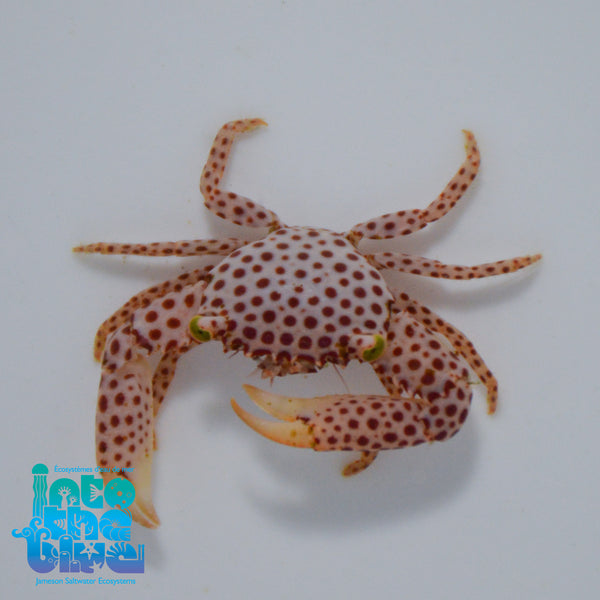 Polkadot Acro Crab