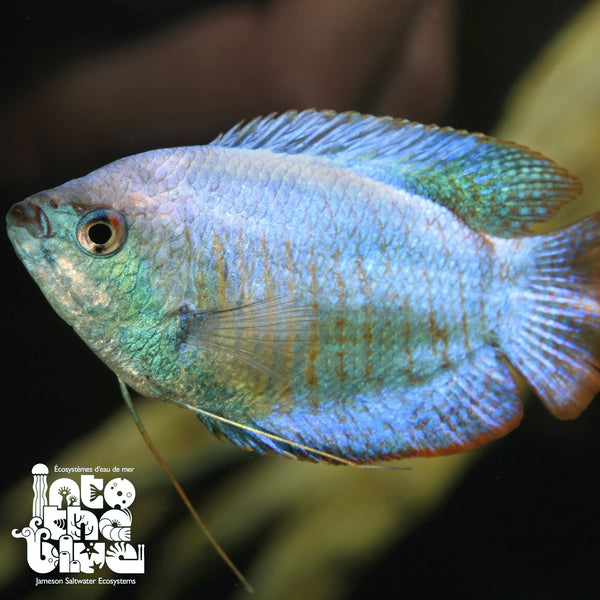 Blue dwarf gourami care 2025