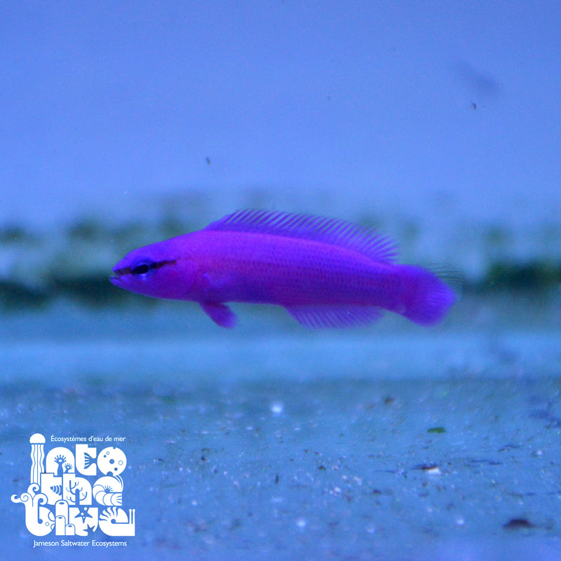 Orchid Dottyback