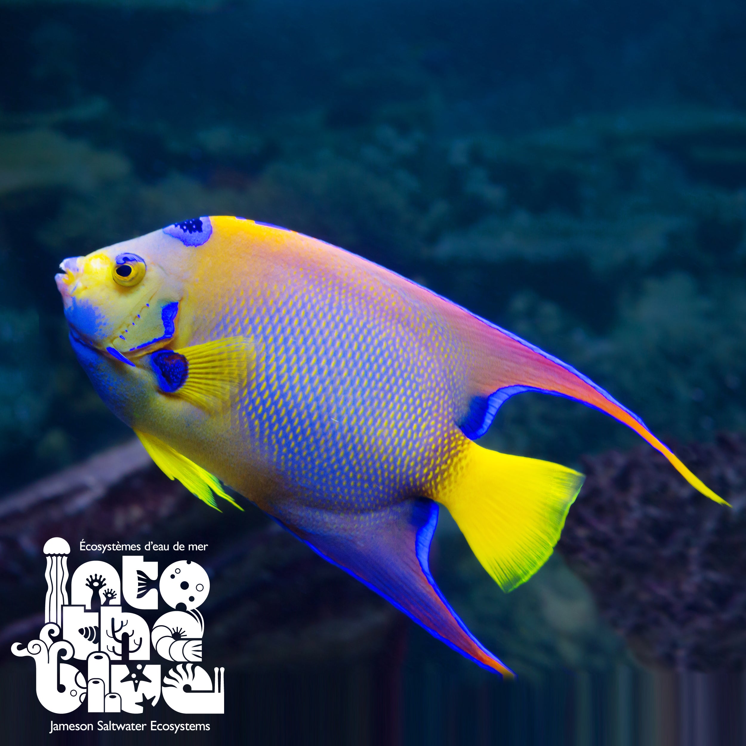 Saltwater Queen Angelfish
