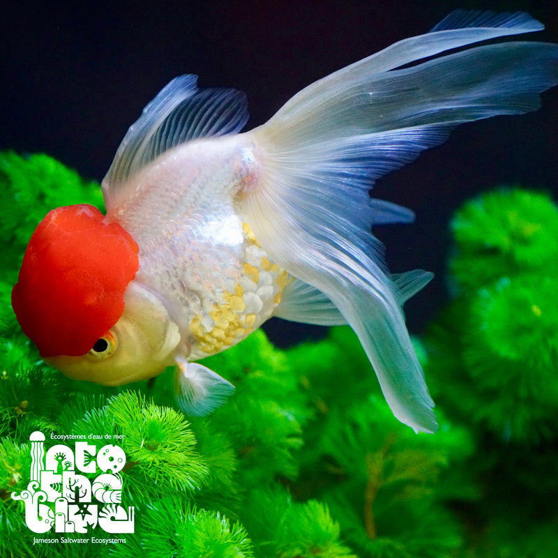 Oranda goldfish hot sale tank size