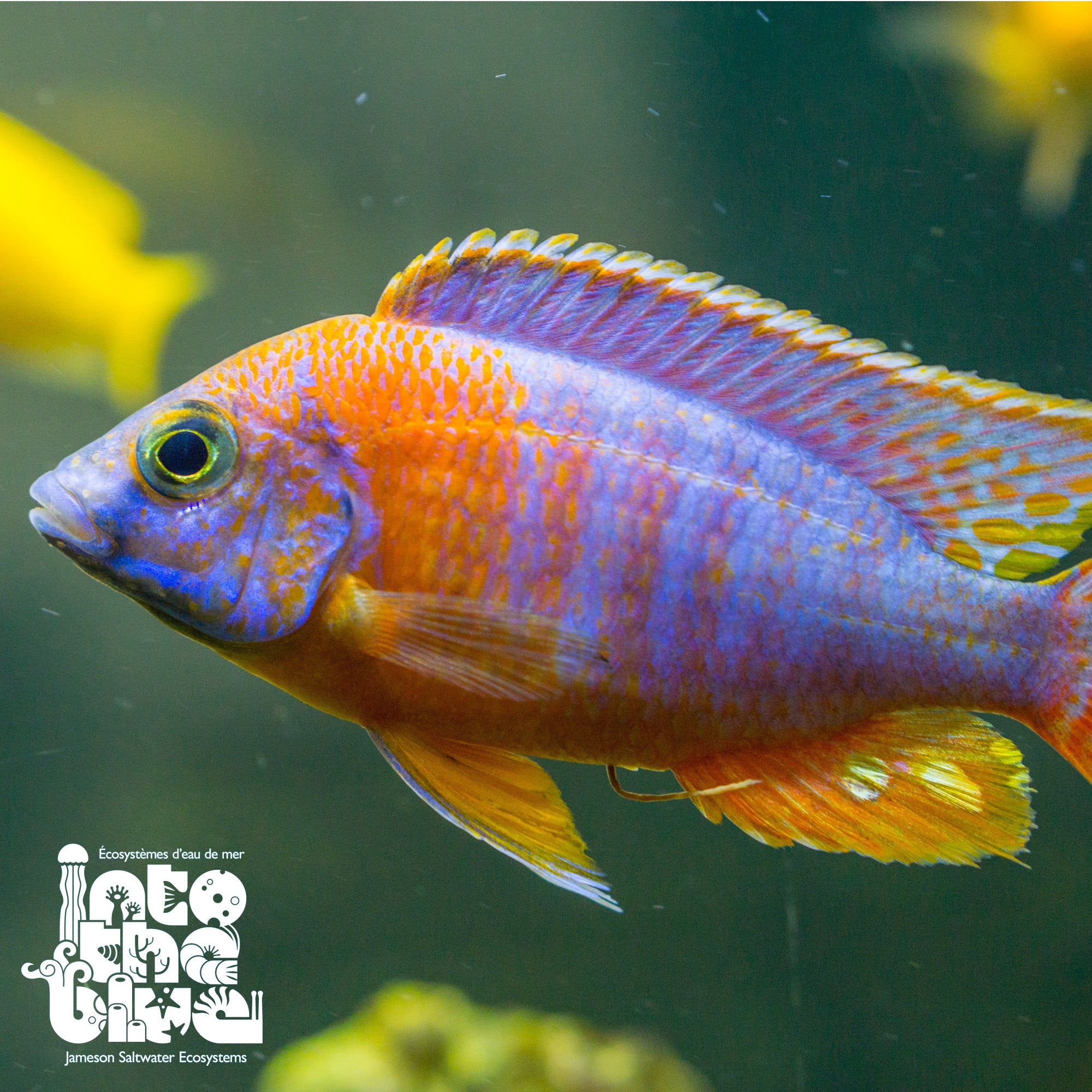 Red Peacock Cichlid