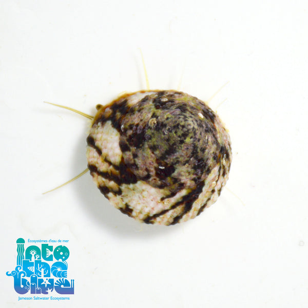 Trochus Snails