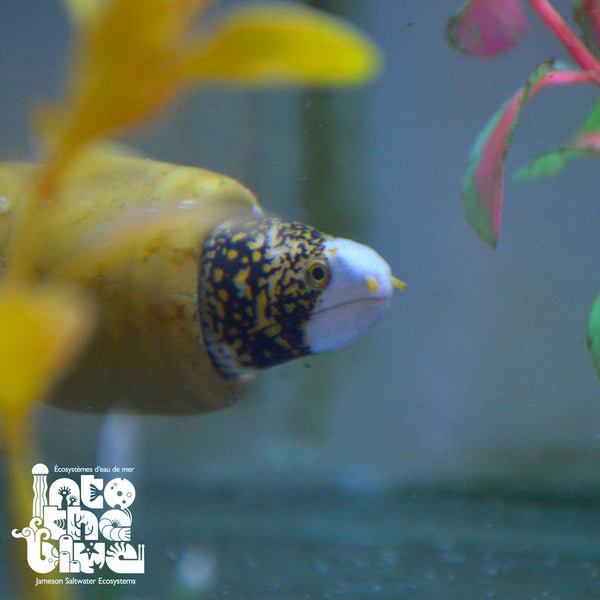 Snowflake Eel