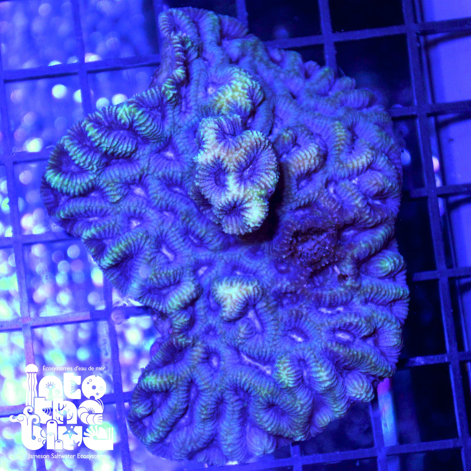 WYSIWYG - T2 Maze Coral