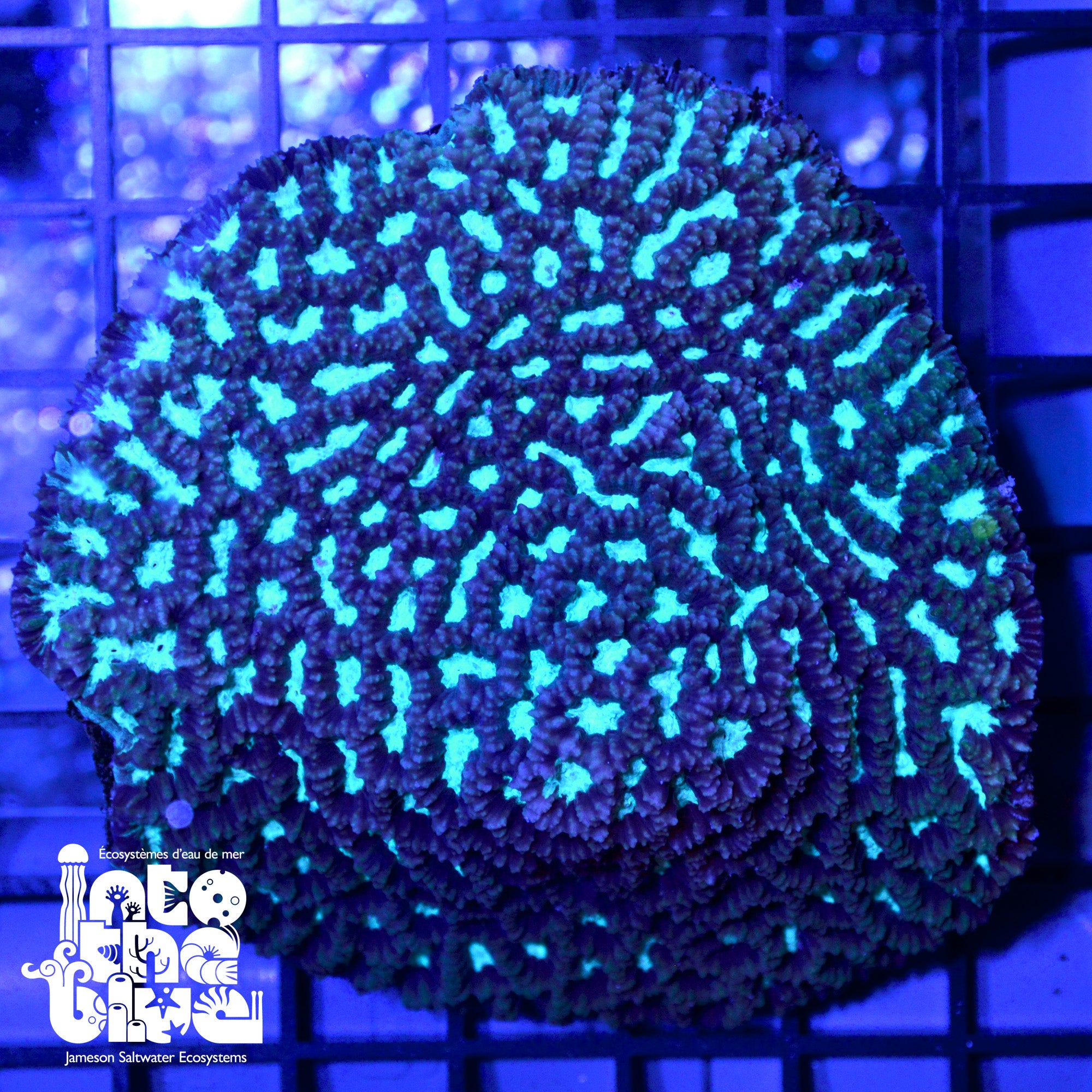 WYSIWYG - Aussie Green Maze coral
