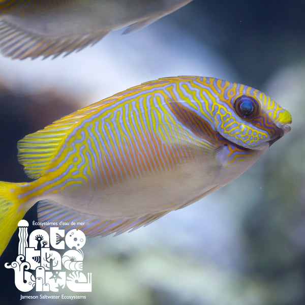 Two Barred Rabbitfish
