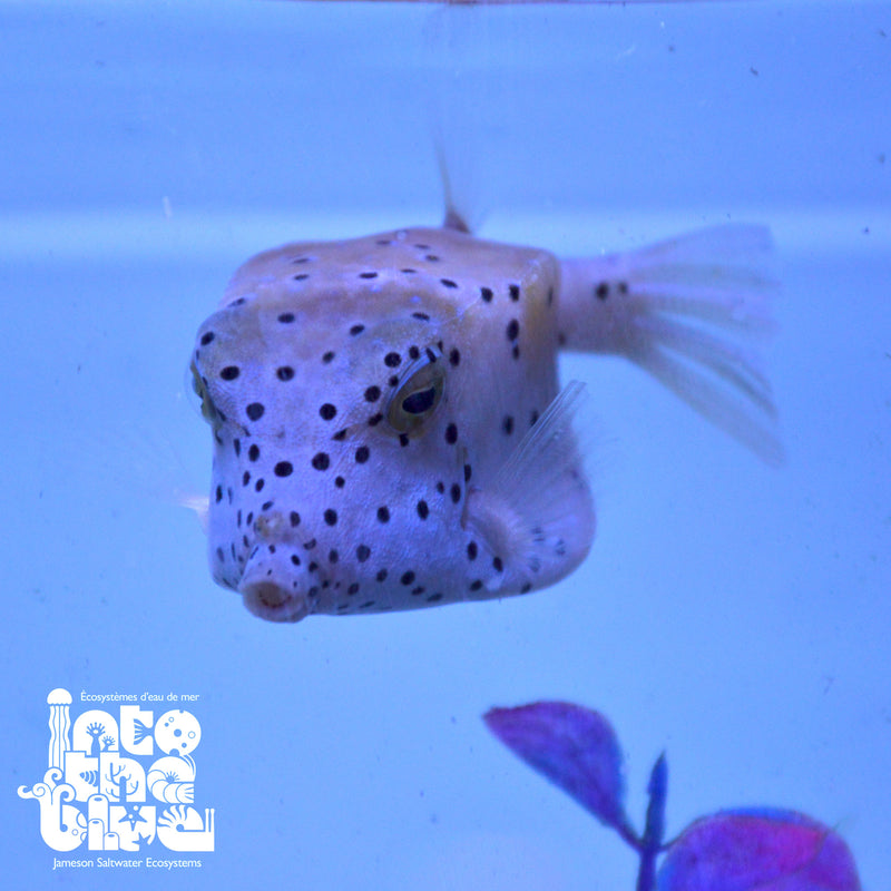 Yellow Boxfish
