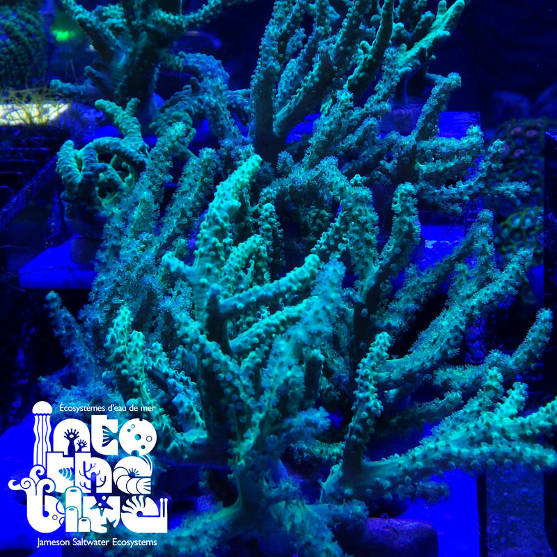 Ultra Green Leather Frag(*RARE*)