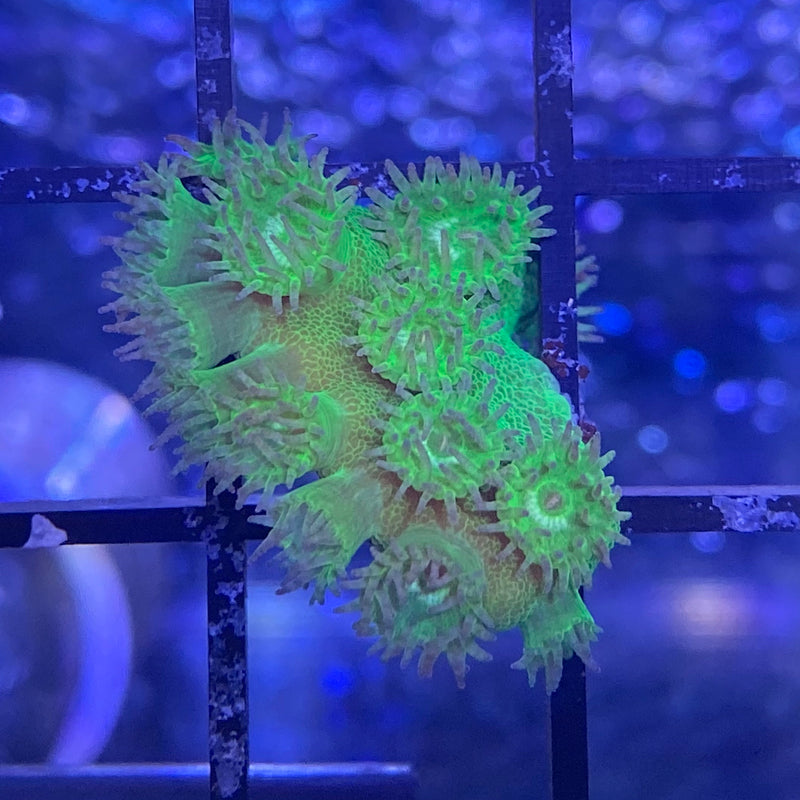 Cup coral WYSIWYG