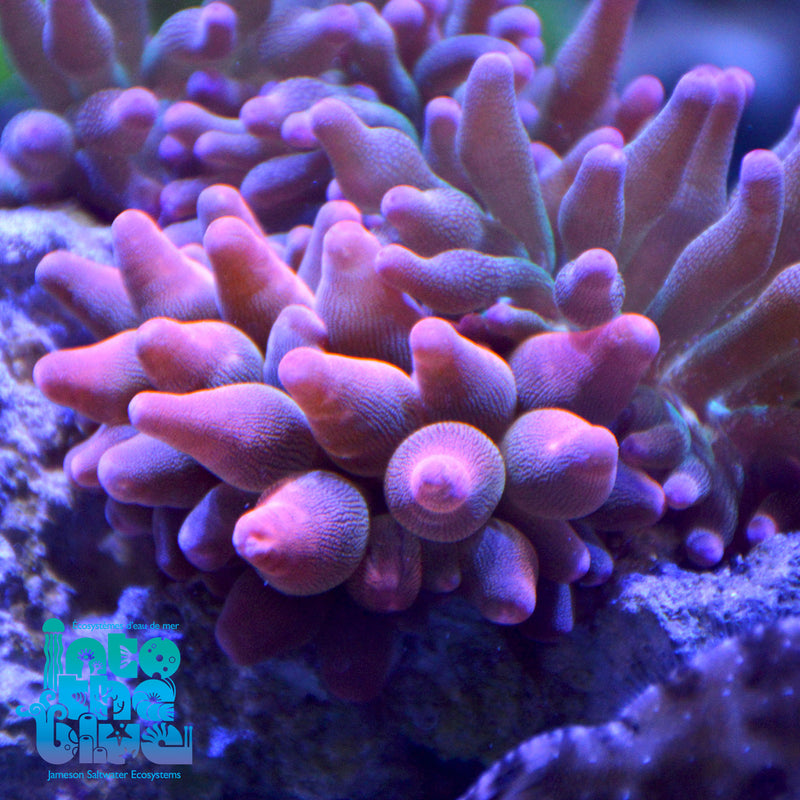 Rainbow Bubble Tip Anemone