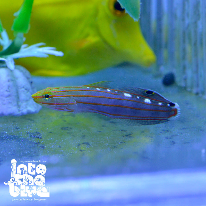 Rainford Goby
