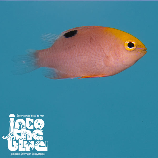 Talbot's Damselfish